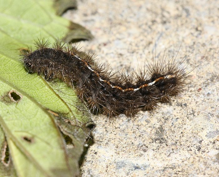 Rotrandb�r (Diacrisia sannio) Raupe