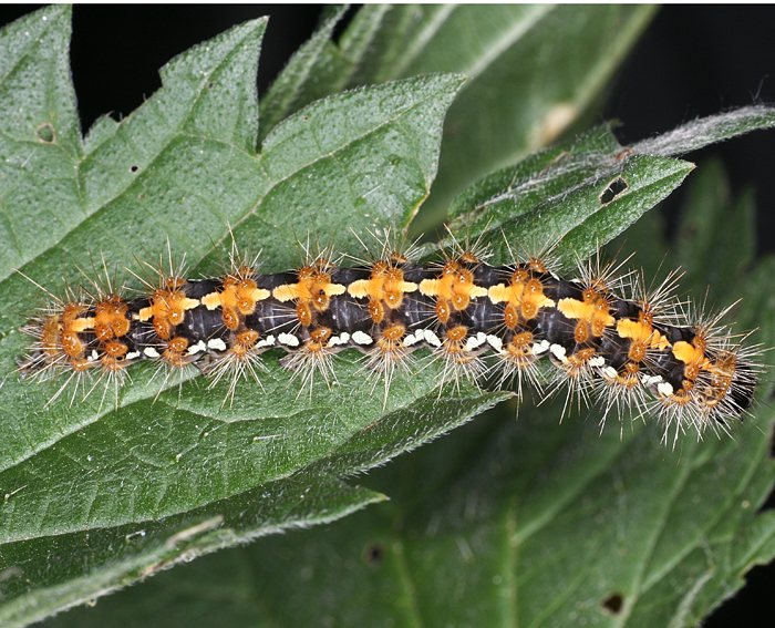 Russischer B�r (Euplagia quadripunctaria) Raupe