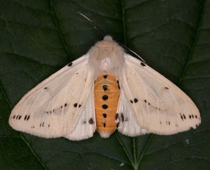 Gelber Fleckleibb�r (Spilosoma lutea)