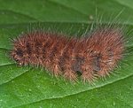 Zimtb�r (Phragmatobia fuliginosa) Raupe [2889 views]