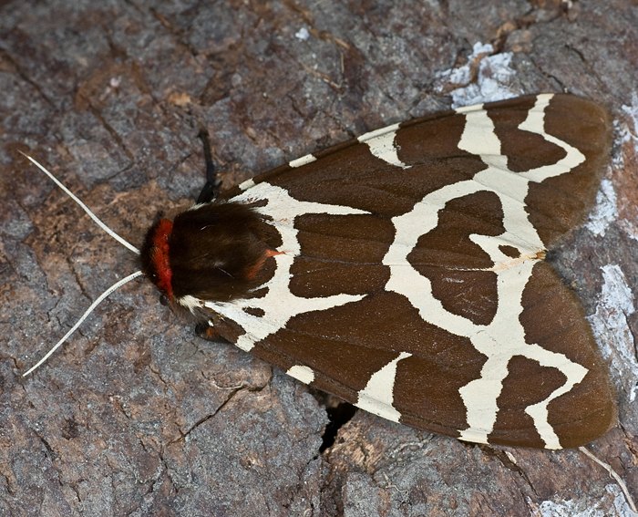 Brauner B�r (Arctia caja)