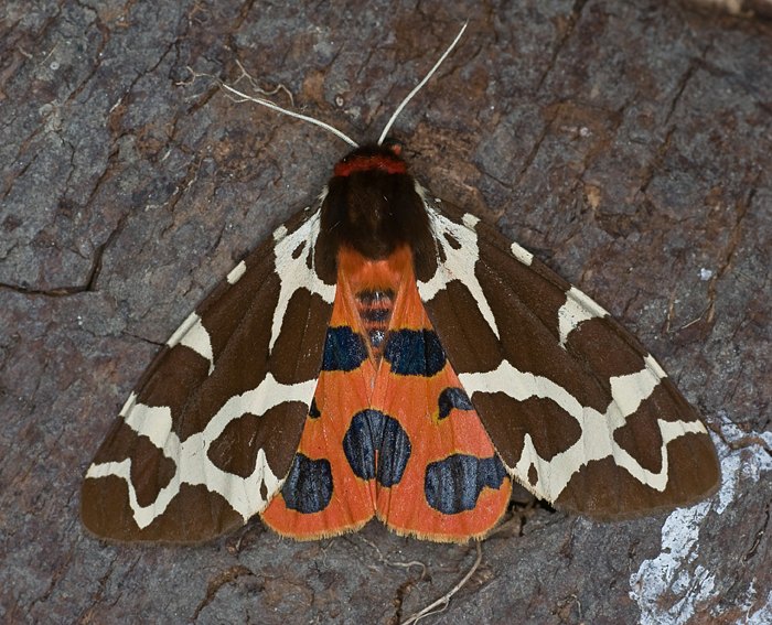 Brauner B�r (Arctia caja)