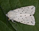 Breitfl�geliger Fleckleibb�r (Spilosoma lubricipeda) [4101 views]
