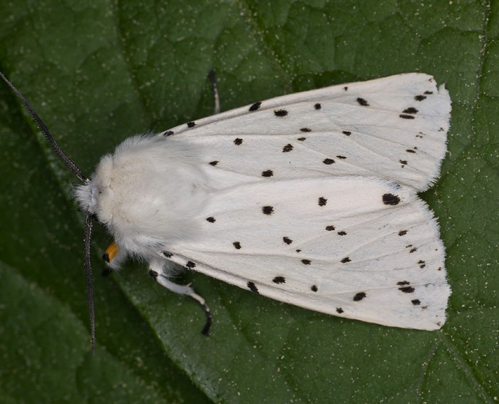 Breitfl�geliger Fleckleibb�r (Spilosoma lubricipeda)
