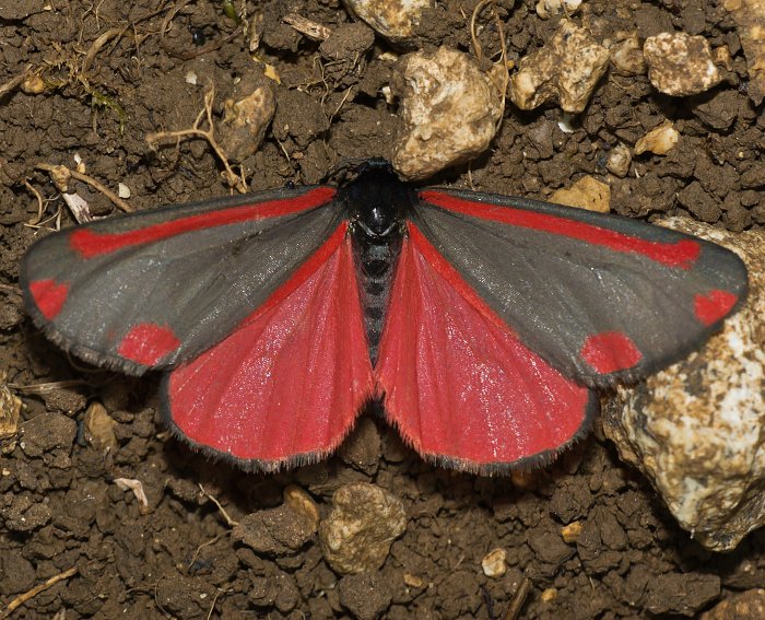 Jakobskrautb�r (Tyria jacobaeae)