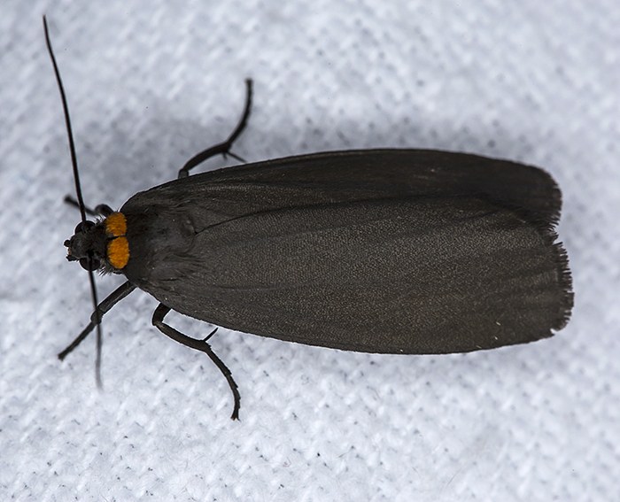 Rotkragen-Flechtenb�rchen (Atolmis rubricollis)