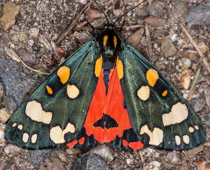 Sch�nb�r (Callimorpha dominula)