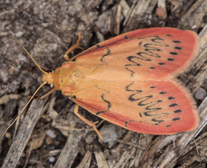 Rosen-Flechtenb�rchen (Miltochrista miniata)