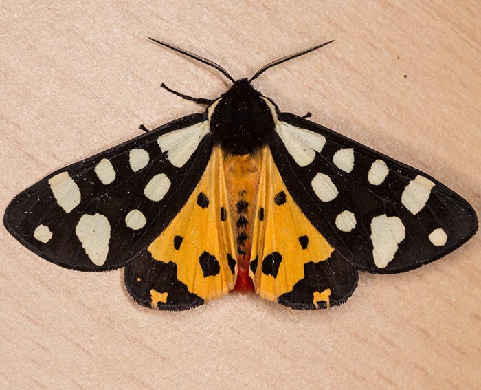 Schwarzer B�r (Arctia villica)