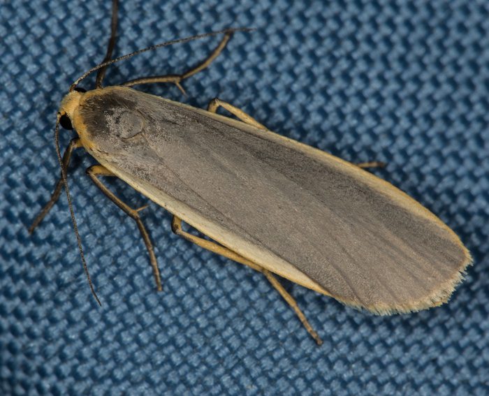 Grauleib-Flechtenb�rchen (Eilema lurideola)