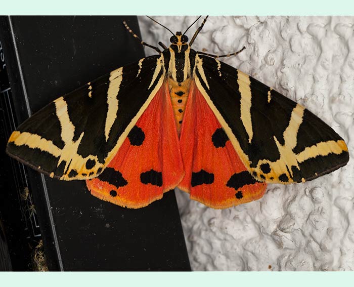 Russischer B�r (Euplagia quadripunctaria)