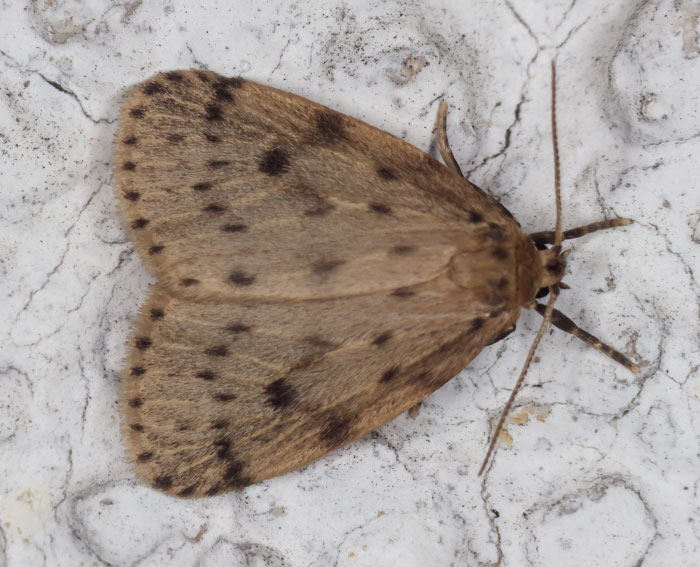 Rundfl�gel-Flechtenb�rchen (Thumatha senex)