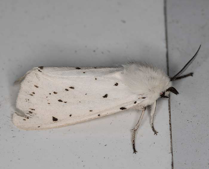 Schmalfl�geliger Fleckleibb�r (Spilosoma urticae)