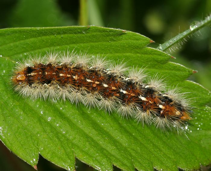 Purpurb�r (Rhyparia purpurata) Raupe