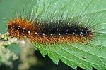 Brauner B�r (Arctia caja) Raupe [6327 views]