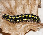 Sch�nb�r (Callimorpha dominula) Raupe [3246 views]