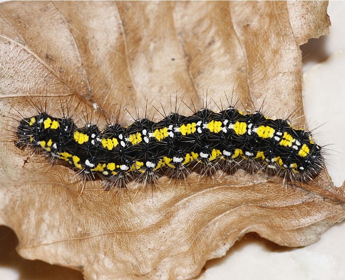 Sch�nb�r (Callimorpha dominula) Raupe