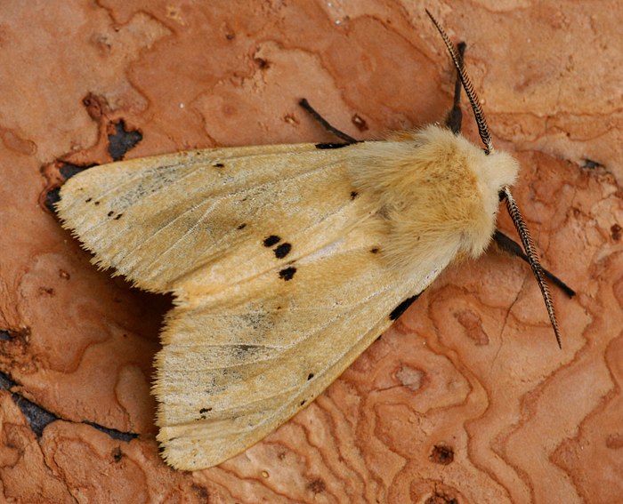 Gelber Fleckleibb�r (Spilosoma lutea)