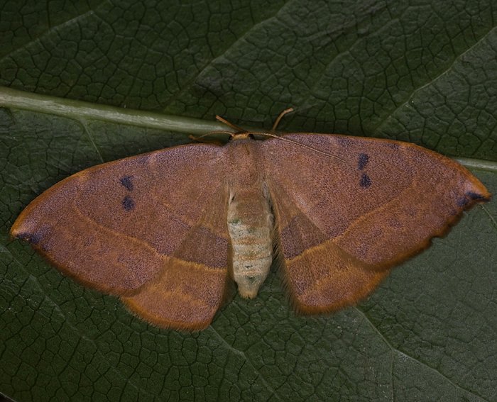 Zweipunkt-Sichelfl�gler (Watsonalla binaria)