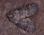 Violettgrauer Eulenspinner (Cymatophorina diluta) [2728 views]