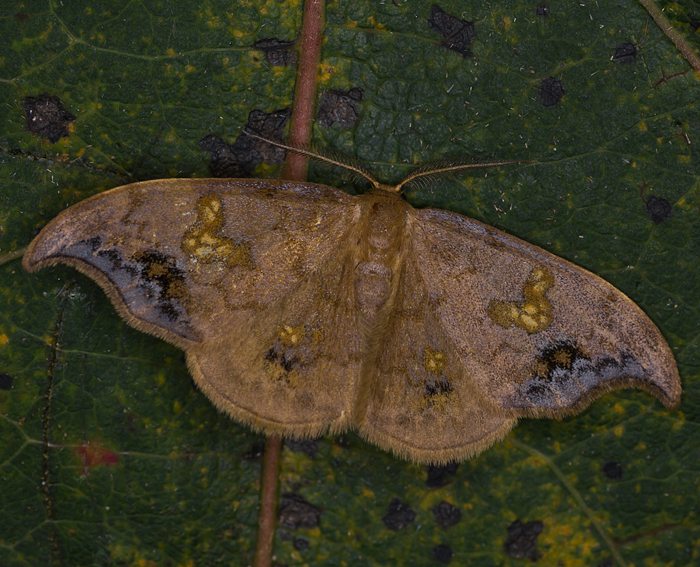 Linden-Sichelfl�gler (Sabra harpagula)