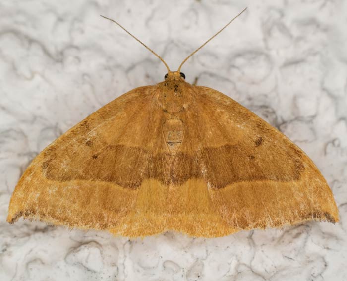 Buchen-Sichelfl�gler (Watsonalla cultraria)