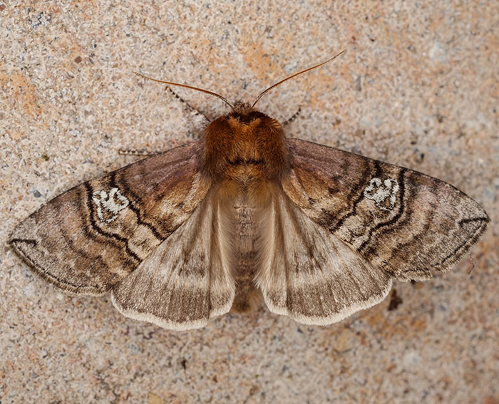 Augen-Eulenspinner (Tethea ocularis)