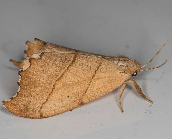 Birken-Sichelfl�gler (Falcaria lacertinaria)