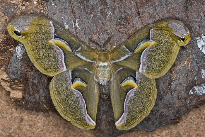 G�tterbaumspinner (Samia cynthia)