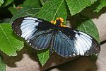 (Heliconius cydno)<br> Nymphalidae [3614 views]