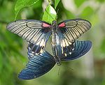 (Papillo memnon) Kopula<br> Ritterfalter (Papilionidae) [3655 views]