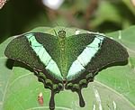 (Papilio palinurus)<br> Ritterfalter (Papilionidae) [4391 views]