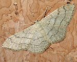 Breitgeb�nderter Staudenspanner (Idaea aversata) f. remutata [2941 views]