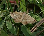 Rostspanner (Scopula rubiginata) [2852 views]