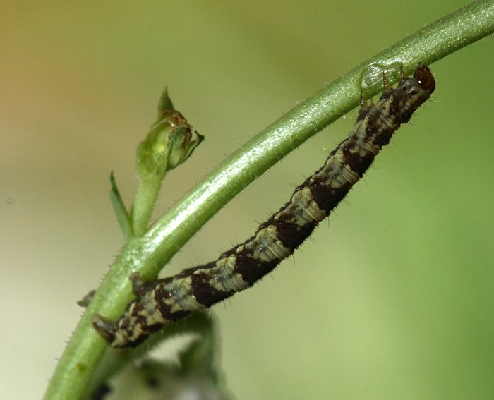 Leinkraut-Bl�tenspanner (Eupithecia linariata) Raupe