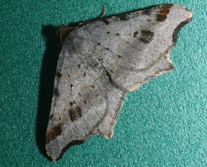 Dunkelgrauer Eckfl�gelspanner (Macaria alternata)