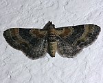 Leinkraut-Bl�tenspanner (Eupithecia linariata) [2725 views]