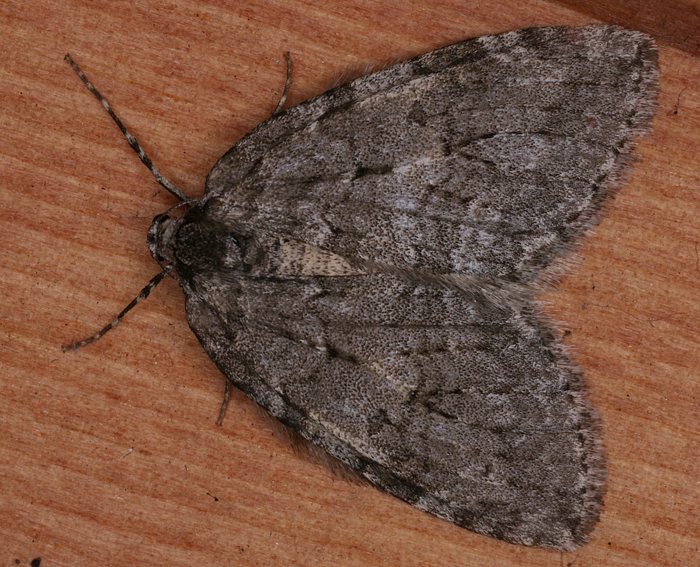 Geh�lzflur-Herbstspanner (Epirrita dilutata)