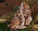 Dreistreifiger Mondfleckspanner (Selenia dentaria) [2939 views]
