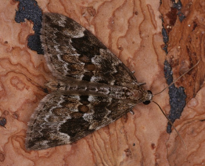 Ver�nderlicher Nadelholzspanner (Thera variata)