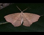 R�tlichbrauner Eichenspanner (Campaea honoraria) [2786 views]