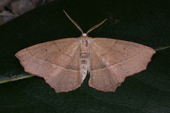 R�tlichbrauner Eichenspanner (Campaea honoraria)
