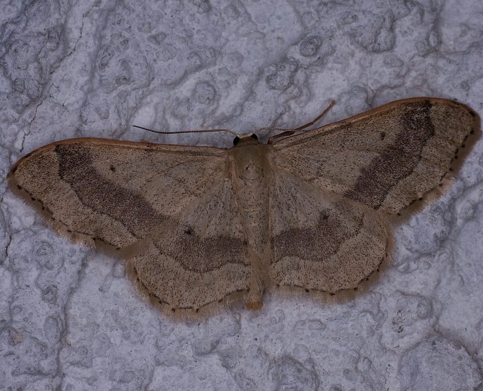 Breitgeb�nderter Staudenspanner (Idaea aversata)