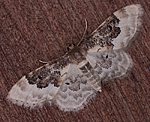 S�dlicher Zwergspanner (Idaea rusticata) [3213 views]