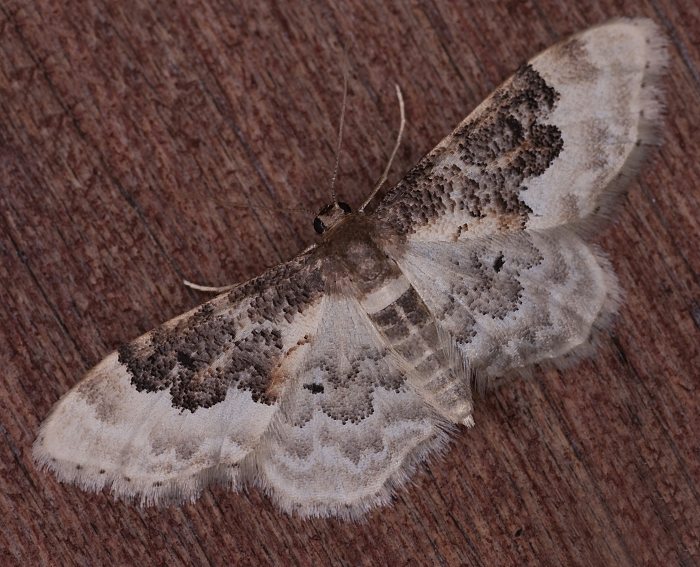 S�dlicher Zwergspanner (Idaea rusticata)