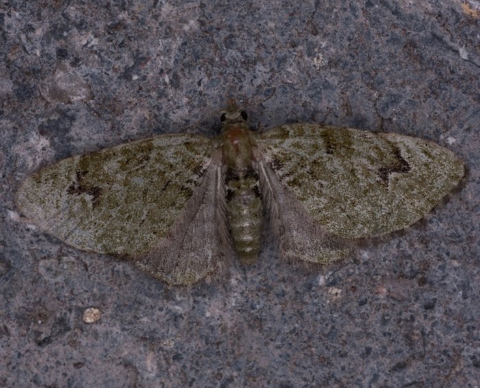 Gr�ner Bl�tenspanner (Chloroclystis v-ata)