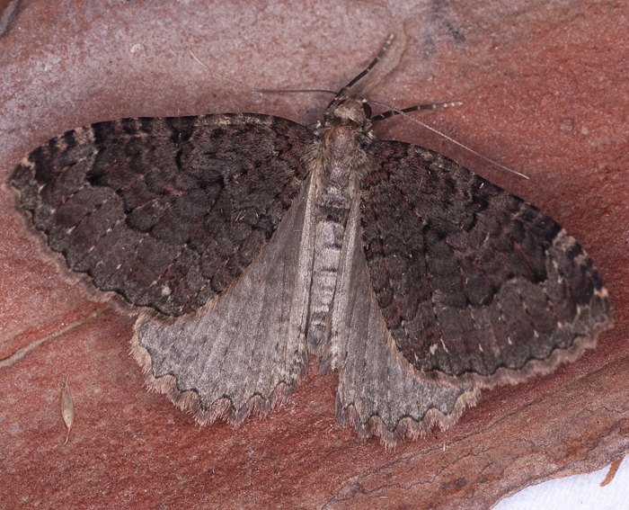 Olivbrauner H�hlenspanner (Triphosa dubitata)