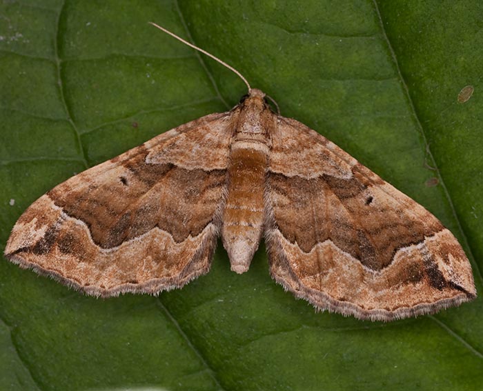 Melden-Blattspanner (Pelurga comitata)