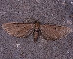 Kreuzkraut-Bl�tenspanner (Eupithecia absinthiata) [2790 views]