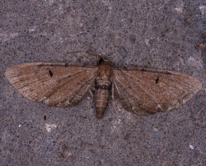 Kreuzkraut-Bl�tenspanner (Eupithecia absinthiata)